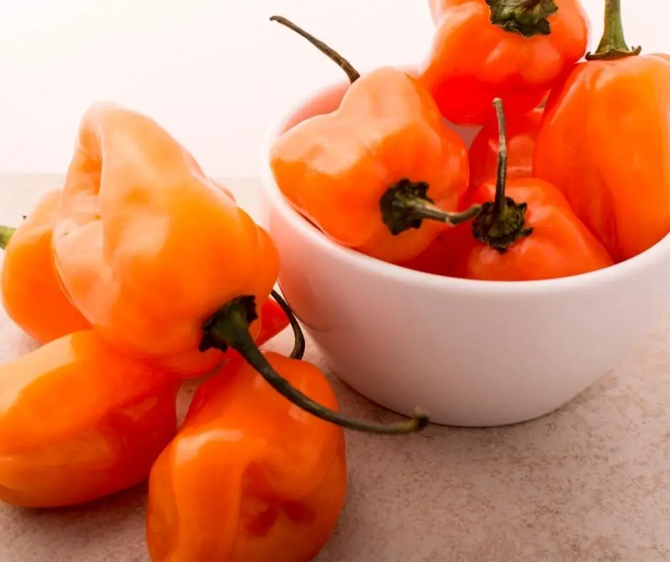 habanero-peppers-in-bowl-on-white-background